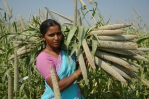 A millet farmer in India