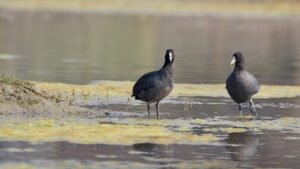 Common_coots