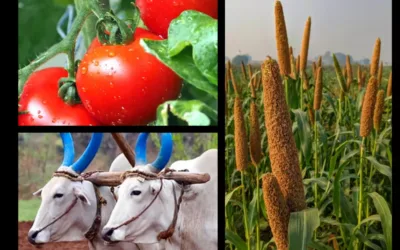 ‘Organic farming policy lacks grasp of grassroots’