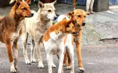 Kerala struggles to combat stray dog menace.