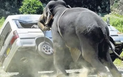Man-animal conflict: Why culling may work well
